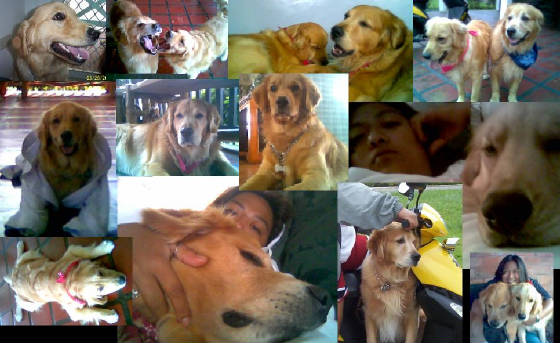 aprilsgoldens.jpg